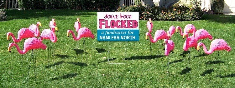 flocked yard flamingos. You've been flocked. A fundraiser for NAMI Far North.